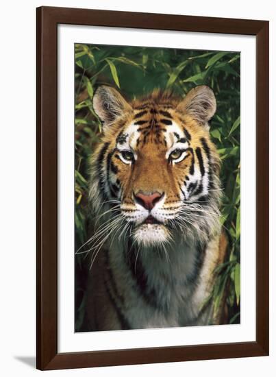 Tiger Portrait by Bamboo Leaves (Captive Animal)-Lynn M^ Stone-Framed Photographic Print