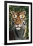 Tiger Portrait by Bamboo Leaves (Captive Animal)-Lynn M^ Stone-Framed Photographic Print