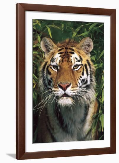 Tiger Portrait by Bamboo Leaves (Captive Animal)-Lynn M^ Stone-Framed Photographic Print