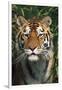 Tiger Portrait by Bamboo Leaves (Captive Animal)-Lynn M^ Stone-Framed Photographic Print