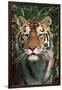 Tiger Portrait by Bamboo Leaves (Captive Animal)-Lynn M^ Stone-Framed Photographic Print