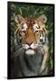 Tiger Portrait by Bamboo Leaves (Captive Animal)-Lynn M^ Stone-Framed Photographic Print