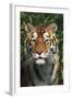 Tiger Portrait by Bamboo Leaves (Captive Animal)-Lynn M^ Stone-Framed Photographic Print