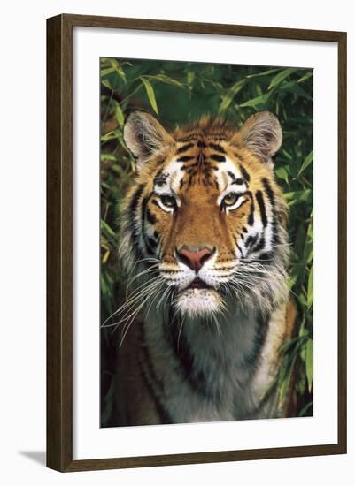 Tiger Portrait by Bamboo Leaves (Captive Animal)-Lynn M^ Stone-Framed Photographic Print