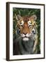 Tiger Portrait by Bamboo Leaves (Captive Animal)-Lynn M^ Stone-Framed Photographic Print