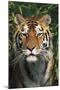 Tiger Portrait by Bamboo Leaves (Captive Animal)-Lynn M^ Stone-Mounted Photographic Print