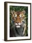 Tiger Portrait by Bamboo Leaves (Captive Animal)-Lynn M^ Stone-Framed Photographic Print