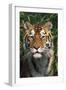 Tiger Portrait by Bamboo Leaves (Captive Animal)-Lynn M^ Stone-Framed Photographic Print