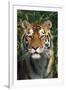 Tiger Portrait by Bamboo Leaves (Captive Animal)-Lynn M^ Stone-Framed Photographic Print