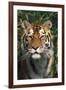 Tiger Portrait by Bamboo Leaves (Captive Animal)-Lynn M^ Stone-Framed Photographic Print