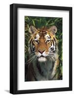 Tiger Portrait by Bamboo Leaves (Captive Animal)-Lynn M^ Stone-Framed Photographic Print