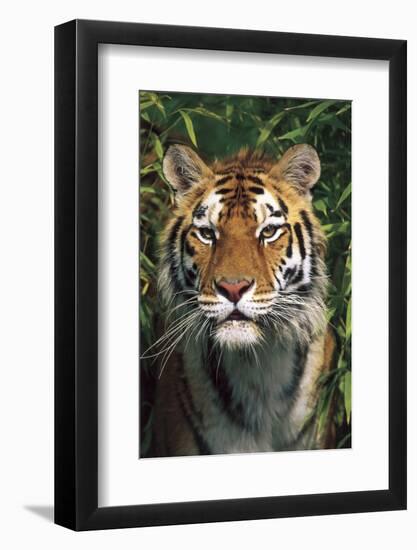 Tiger Portrait by Bamboo Leaves (Captive Animal)-Lynn M^ Stone-Framed Photographic Print