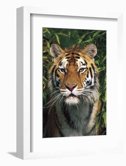 Tiger Portrait by Bamboo Leaves (Captive Animal)-Lynn M^ Stone-Framed Photographic Print