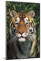 Tiger Portrait by Bamboo Leaves (Captive Animal)-Lynn M^ Stone-Mounted Photographic Print