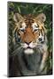 Tiger Portrait by Bamboo Leaves (Captive Animal)-Lynn M^ Stone-Mounted Photographic Print