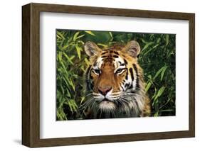 Tiger Portrait by Bamboo Leaves (Captive Animal)-Lynn M^ Stone-Framed Photographic Print