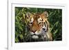 Tiger Portrait by Bamboo Leaves (Captive Animal)-Lynn M^ Stone-Framed Photographic Print