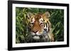 Tiger Portrait by Bamboo Leaves (Captive Animal)-Lynn M^ Stone-Framed Photographic Print