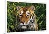 Tiger Portrait by Bamboo Leaves (Captive Animal)-Lynn M^ Stone-Framed Photographic Print