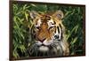 Tiger Portrait by Bamboo Leaves (Captive Animal)-Lynn M^ Stone-Framed Photographic Print