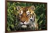 Tiger Portrait by Bamboo Leaves (Captive Animal)-Lynn M^ Stone-Framed Photographic Print