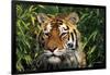 Tiger Portrait by Bamboo Leaves (Captive Animal)-Lynn M^ Stone-Framed Photographic Print