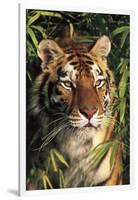 Tiger Portrait by Bamboo Leaves (Captive Animal)-Lynn M^ Stone-Framed Photographic Print