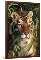 Tiger Portrait by Bamboo Leaves (Captive Animal)-Lynn M^ Stone-Framed Photographic Print