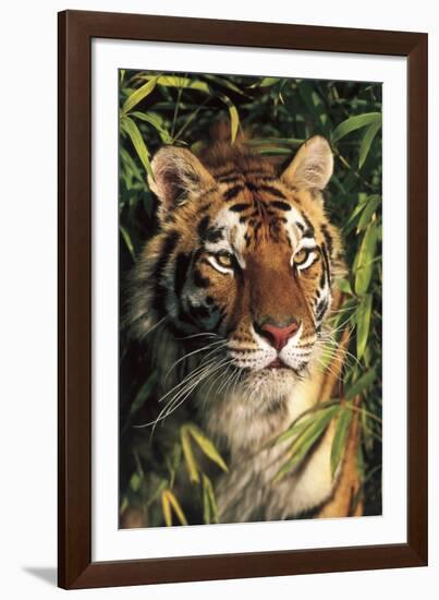 Tiger Portrait by Bamboo Leaves (Captive Animal)-Lynn M^ Stone-Framed Photographic Print