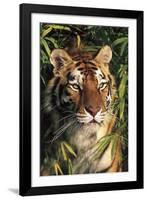 Tiger Portrait by Bamboo Leaves (Captive Animal)-Lynn M^ Stone-Framed Photographic Print