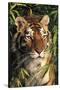 Tiger Portrait by Bamboo Leaves (Captive Animal)-Lynn M^ Stone-Stretched Canvas