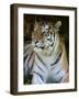 Tiger Portrait Full Bleed-Martin Fowkes-Framed Giclee Print