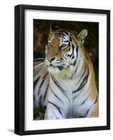 Tiger Portrait Full Bleed-Martin Fowkes-Framed Giclee Print