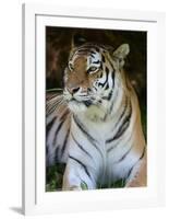 Tiger Portrait Full Bleed-Martin Fowkes-Framed Giclee Print