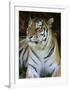 Tiger Portrait Full Bleed-Martin Fowkes-Framed Giclee Print