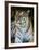 Tiger Portrait Full Bleed-Martin Fowkes-Framed Giclee Print