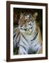 Tiger Portrait Full Bleed-Martin Fowkes-Framed Giclee Print