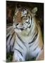 Tiger Portrait Full Bleed-Martin Fowkes-Mounted Giclee Print