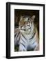 Tiger Portrait-Martin Fowkes-Framed Giclee Print