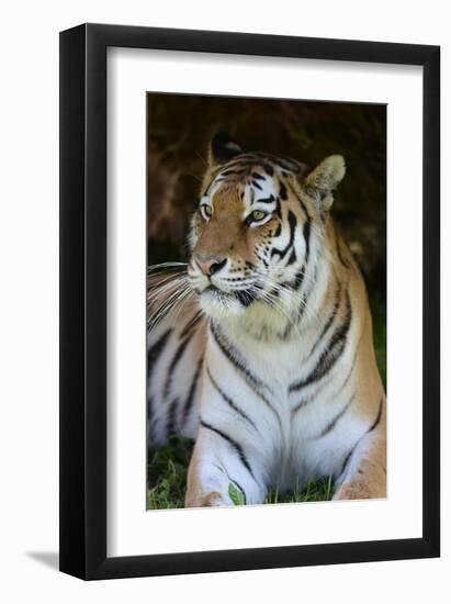 Tiger Portrait-Martin Fowkes-Framed Giclee Print