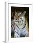 Tiger Portrait-Martin Fowkes-Framed Giclee Print