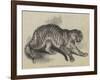 Tiger Presented to Her Majesty by the Queen of Portugal-null-Framed Giclee Print