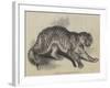 Tiger Presented to Her Majesty by the Queen of Portugal-null-Framed Giclee Print