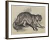 Tiger Presented to Her Majesty by the Queen of Portugal-null-Framed Giclee Print