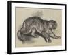 Tiger Presented to Her Majesty by the Queen of Portugal-null-Framed Giclee Print