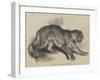 Tiger Presented to Her Majesty by the Queen of Portugal-null-Framed Giclee Print