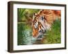 Tiger quenching thirst-David Stribbling-Framed Art Print