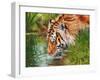 Tiger quenching thirst-David Stribbling-Framed Art Print