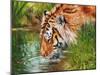 Tiger quenching thirst-David Stribbling-Mounted Art Print