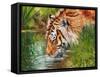 Tiger quenching thirst-David Stribbling-Framed Stretched Canvas